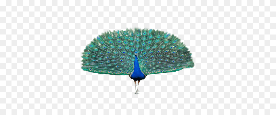 Peacock, Animal, Bird Free Transparent Png