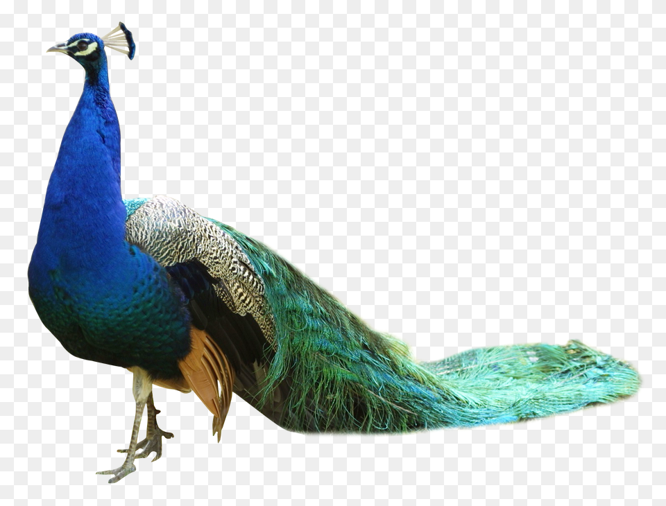 Peacock, Animal, Bird Free Transparent Png