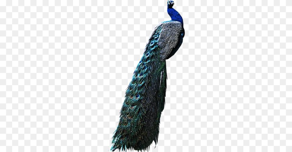 Peacock, Animal, Bird, Adult, Female Free Png Download