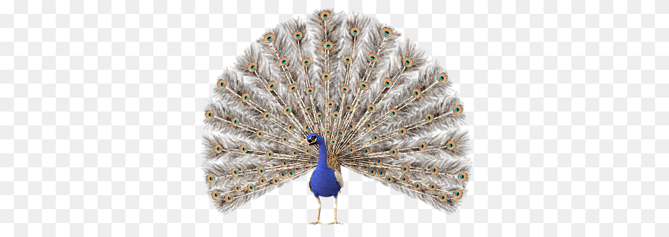 Peacock Animal, Bird Free Png Download
