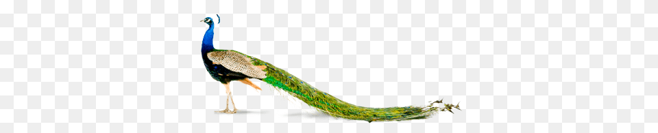 Peacock, Animal, Bird Png