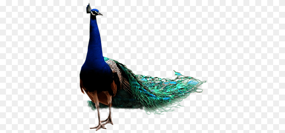 Peacock, Animal, Bird Free Png