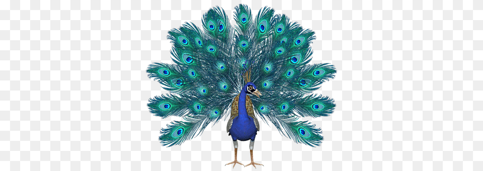Peacock Animal, Bird Png