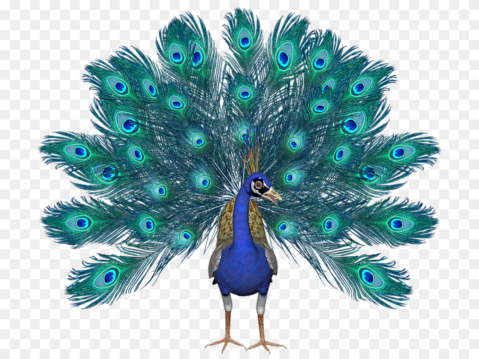 Peacock Animal, Bird Free Transparent Png