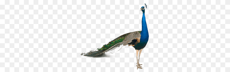 Peacock, Animal, Bird Free Png Download