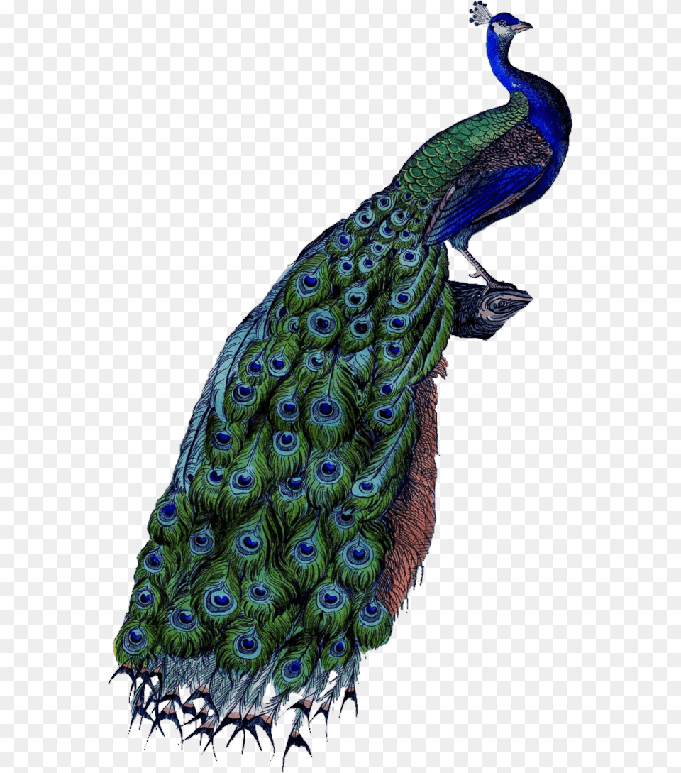 Peacock, Animal, Bird Free Transparent Png