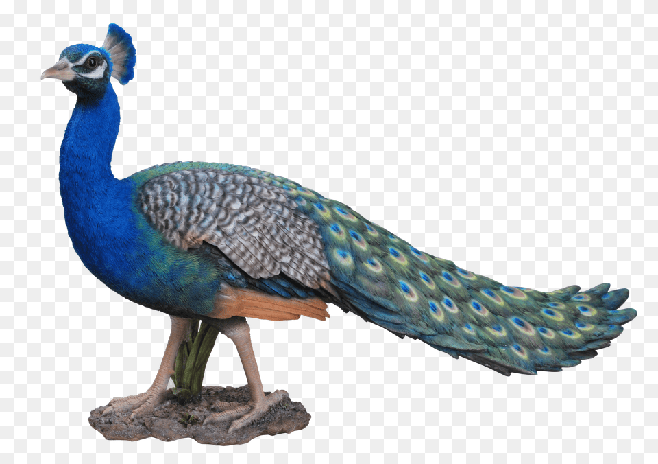 Peacock, Animal, Bird Png Image