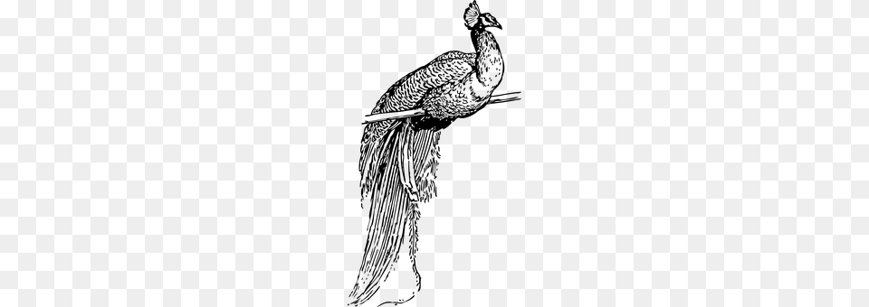 Peacock Gray Free Transparent Png