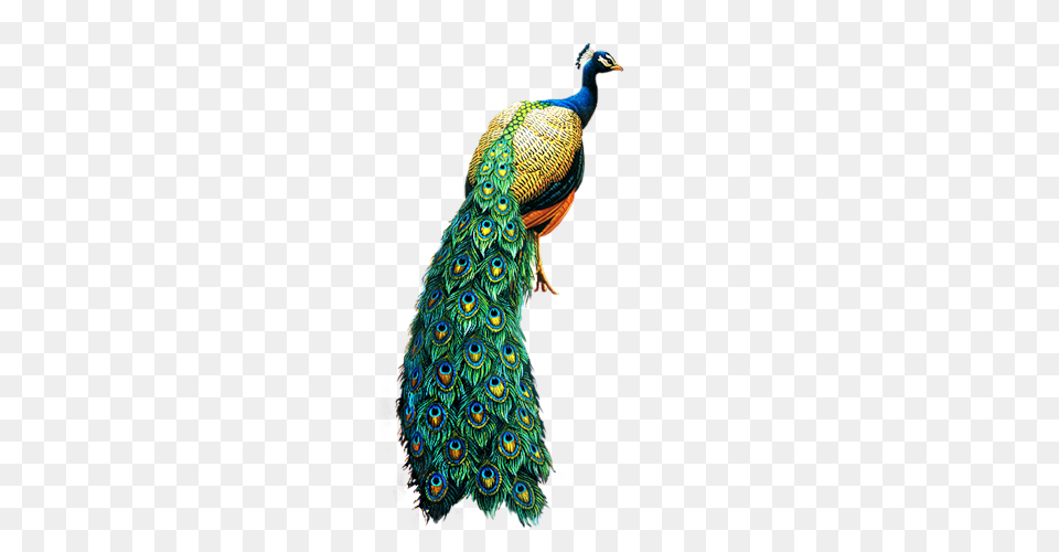 Peacock, Animal, Bird Free Png