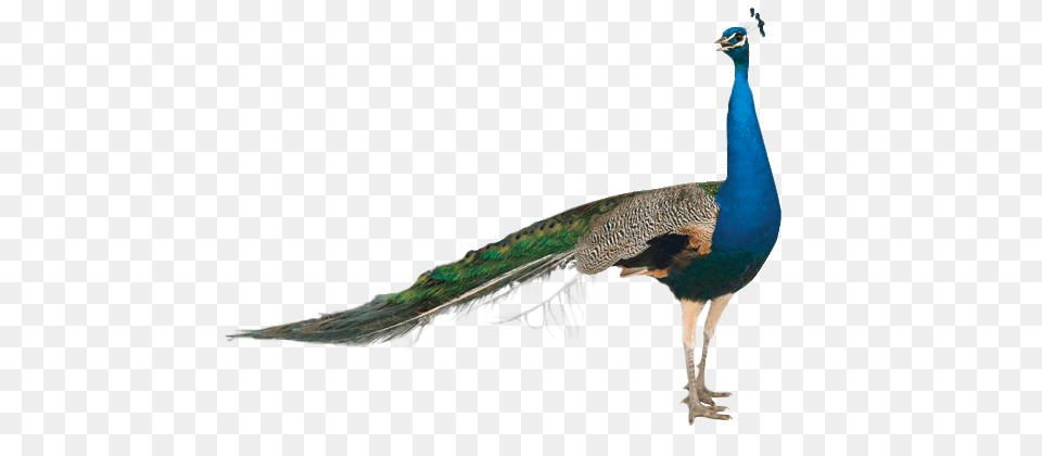 Peacock, Animal, Bird Free Png