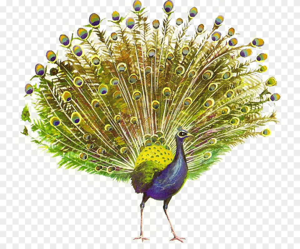 Peacock, Animal, Bird Free Png Download