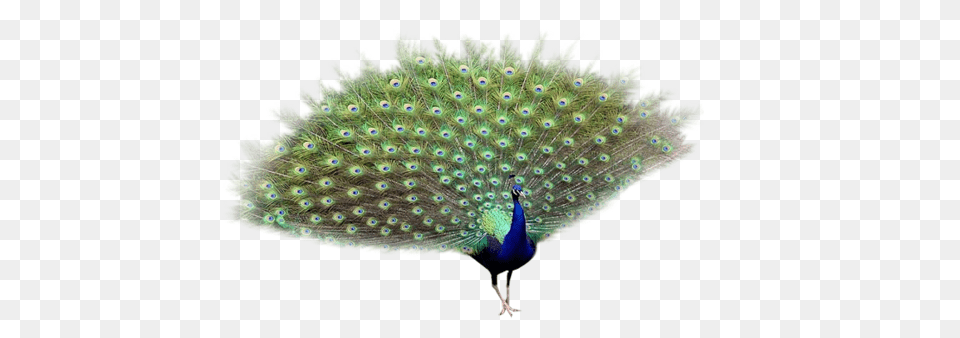 Peacock, Animal, Bird Png