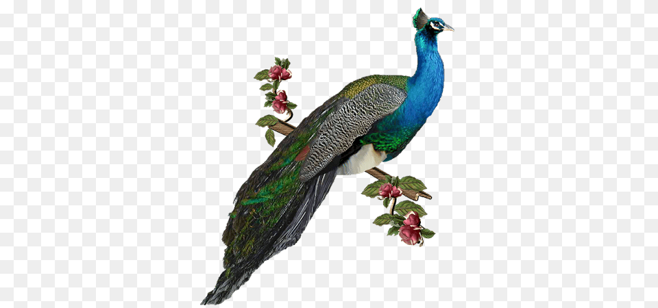 Peacock, Animal, Bird Free Png