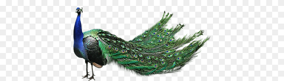 Peacock, Animal, Bird Free Png Download