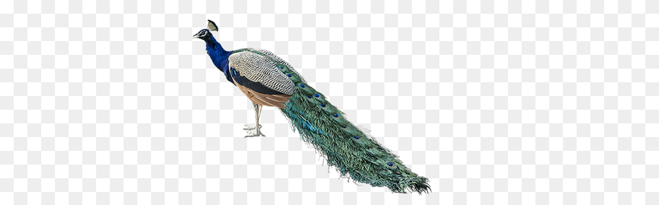 Peacock, Animal, Bird Png Image