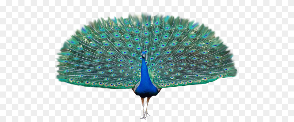 Peacock, Animal, Bird Free Transparent Png