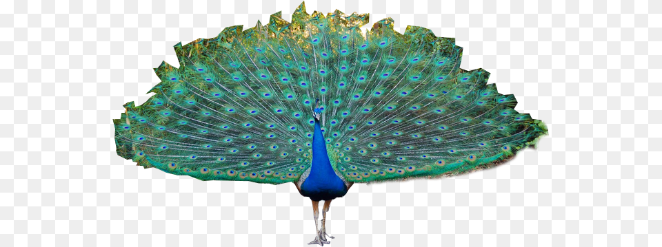 Peacock, Animal, Bird Free Transparent Png