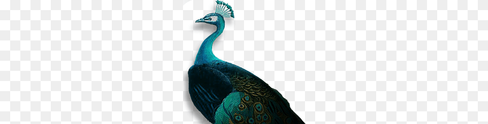 Peacock, Animal, Bird, Reptile, Snake Free Transparent Png