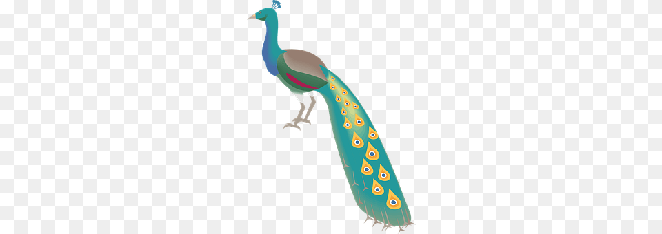 Peacock Animal, Bird Free Transparent Png