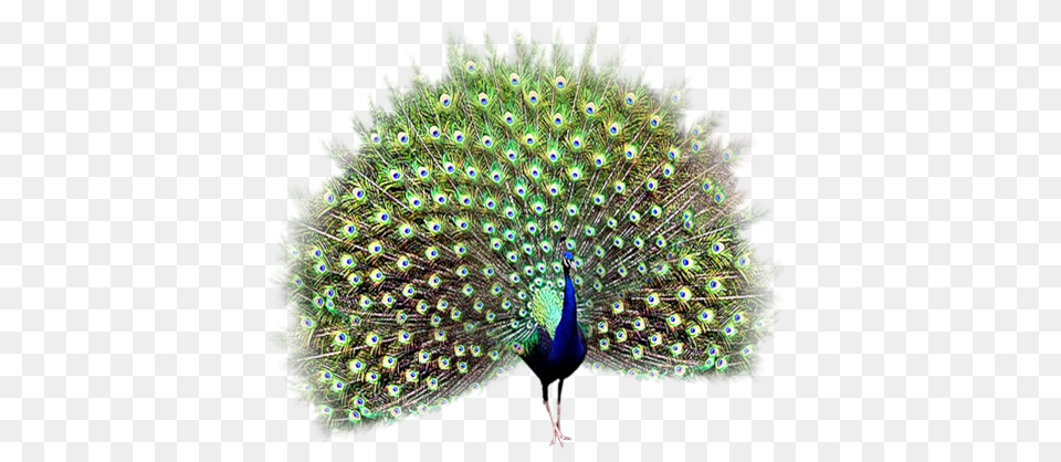 Peacock, Animal, Bird Free Png