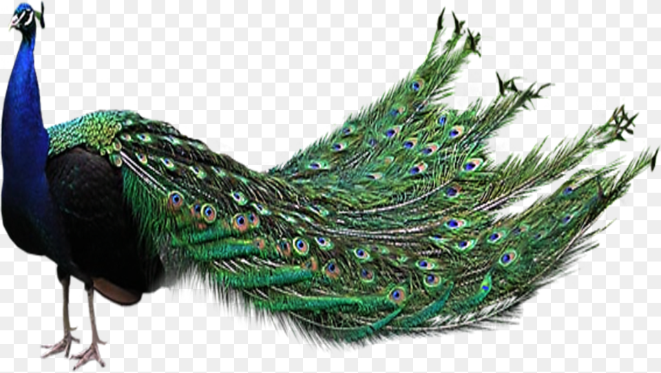 Peacock, Animal, Bird Free Png Download