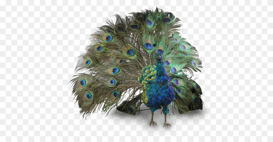 Peacock, Animal, Bird Free Png Download