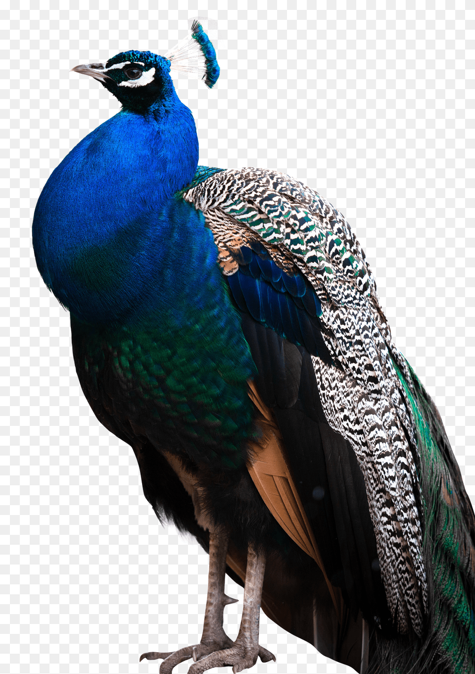 Peacock, Animal, Bird Free Transparent Png