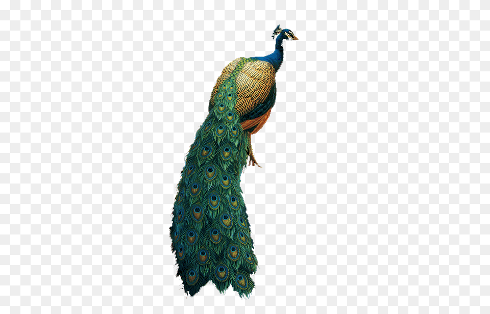 Peacock, Animal, Bird Png