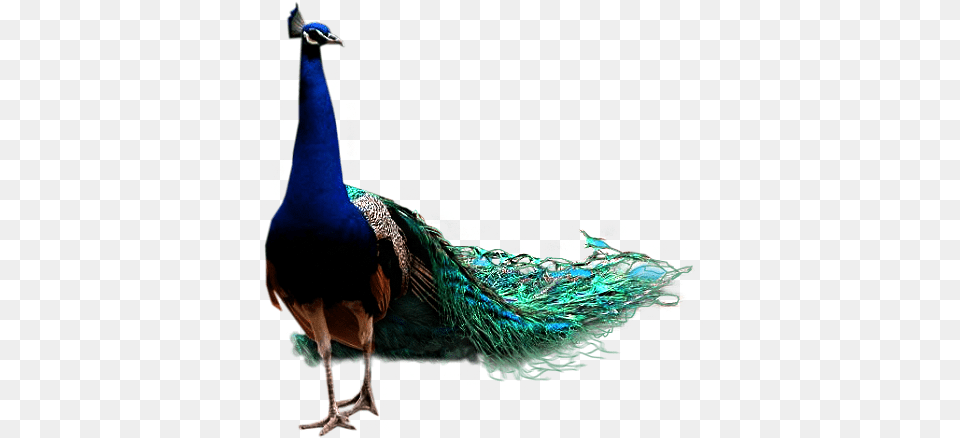 Peacock, Animal, Bird Free Transparent Png