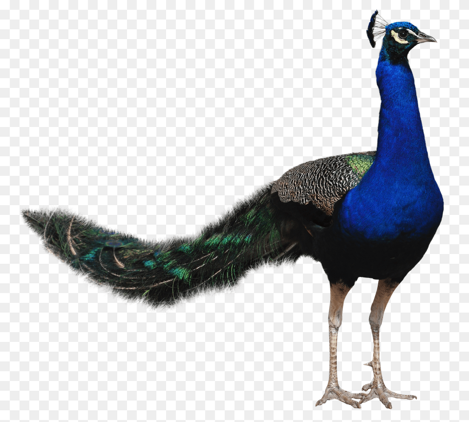 Peacock, Animal, Bird Png