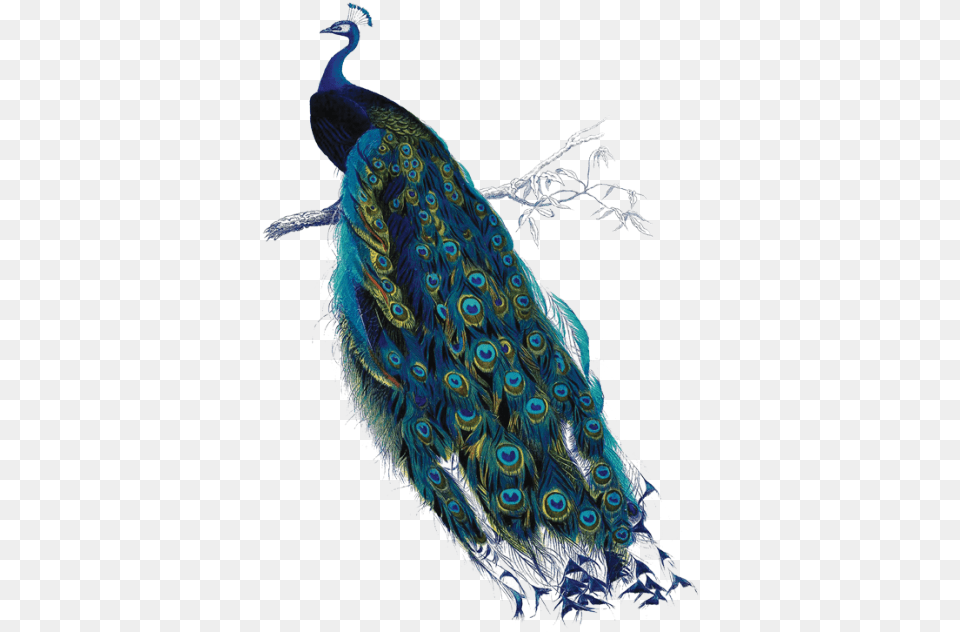 Peacock A4 Art On Transparent Exam Pad, Animal, Bird Png Image