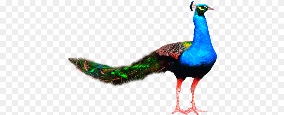 Peacock Background Images Hd, Animal, Bird Free Png Download