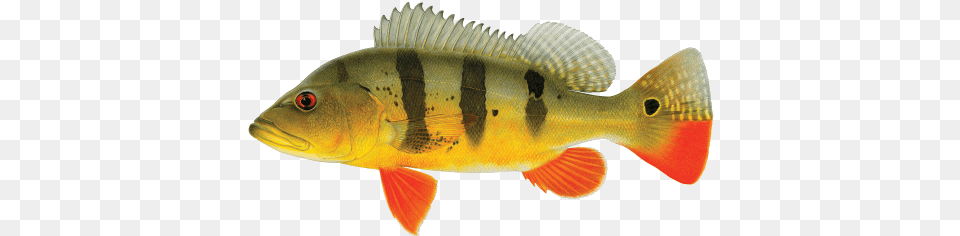 Peacock Bass, Animal, Fish, Sea Life, Perch Free Png Download