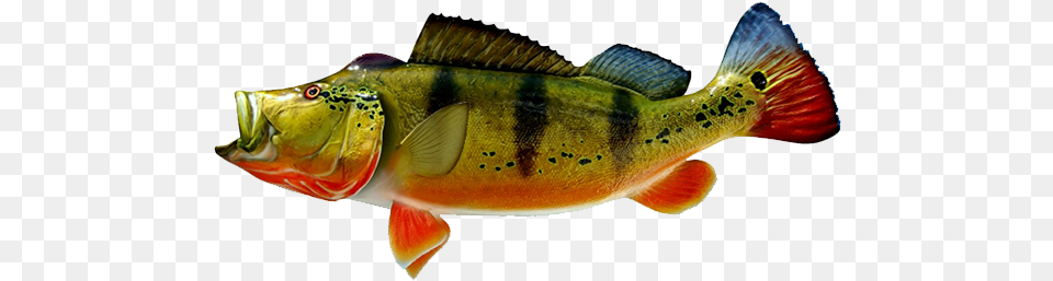 Peacock Bass Fish Peacock Bass Fish, Animal, Sea Life, Perch Free Png