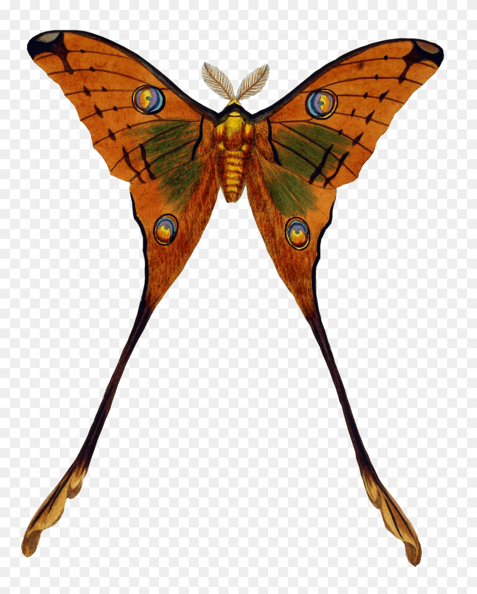 Peacock Butterfly, Animal, Insect, Invertebrate, Moth Free Png Download