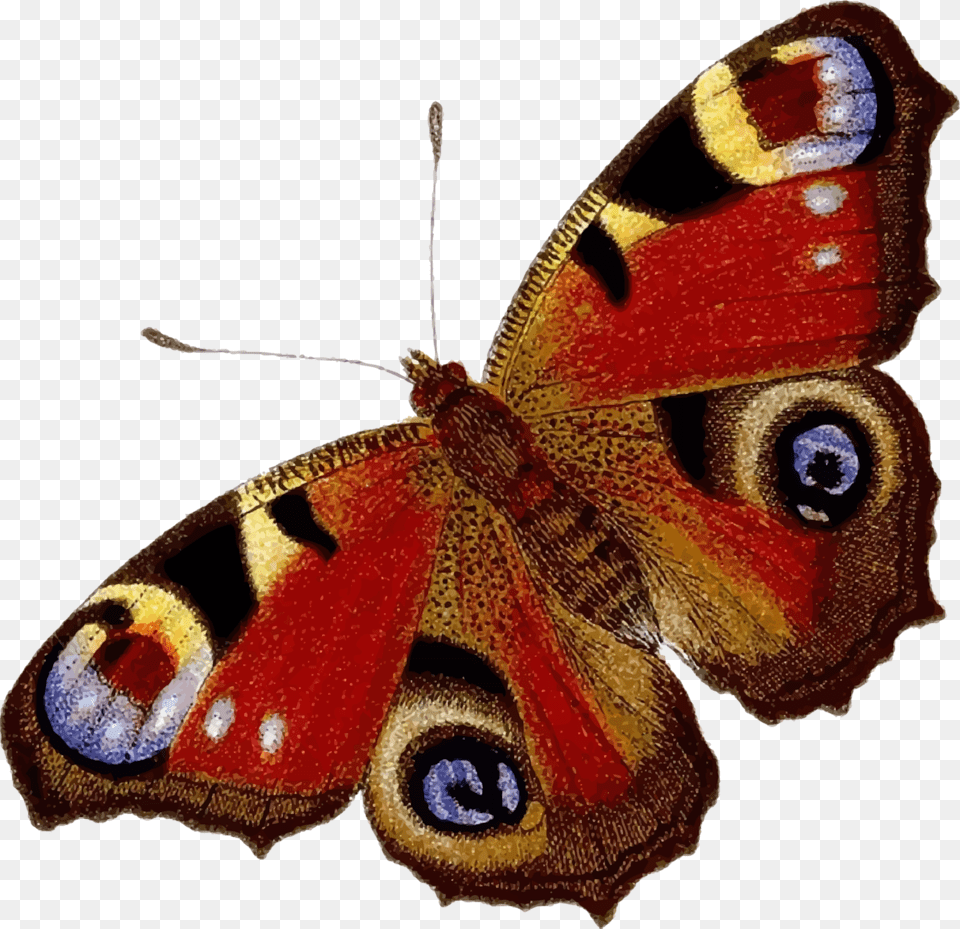 Peacock Butterfly, Animal, Insect, Invertebrate, Moth Png