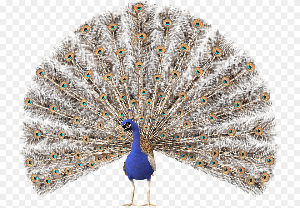 Peacock Clipart, Animal, Bird Free Transparent Png