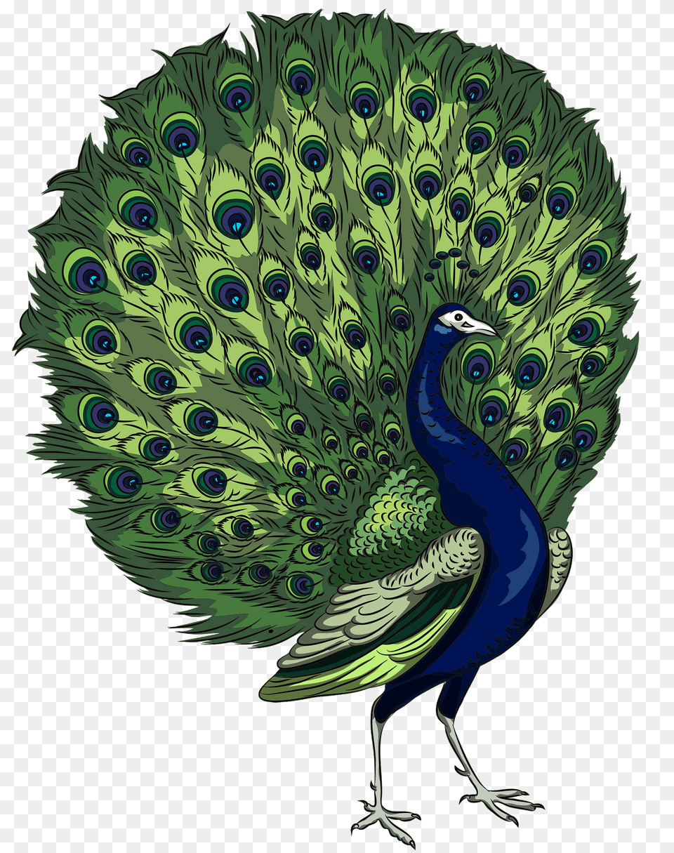 Peacock Clipart, Animal, Bird Free Png