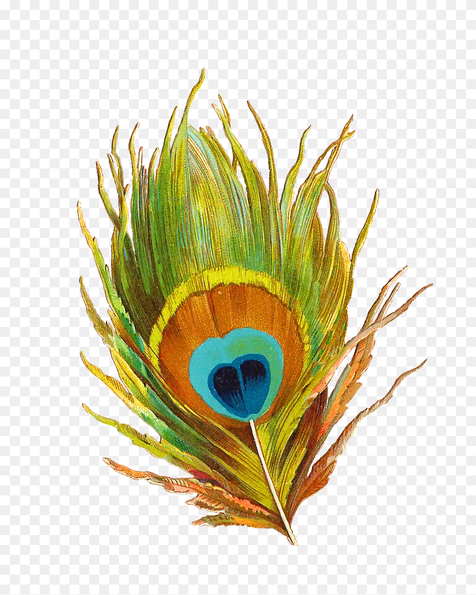 Peacock Clipart, Plant, Art, Animal, Bird Free Png Download