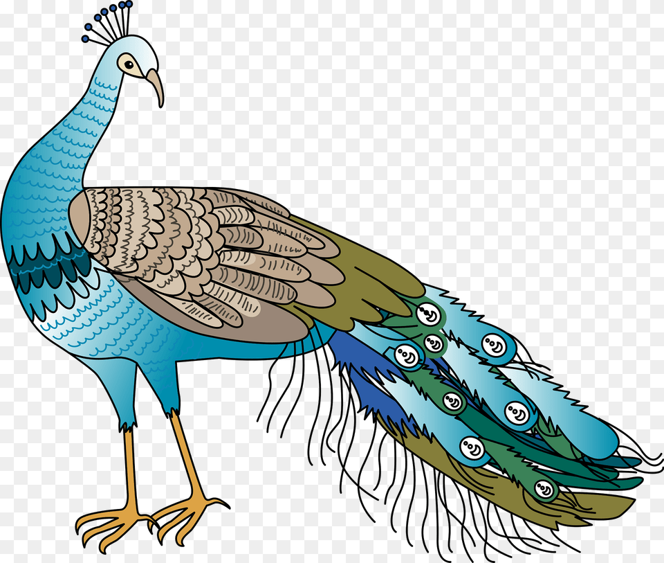 Peacock Clipart, Animal, Bird, Fish, Sea Life Png