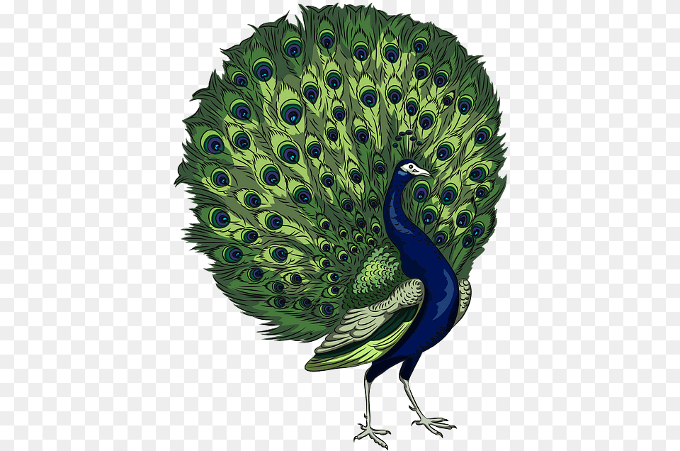 Peacock Clipart, Animal, Bird Png