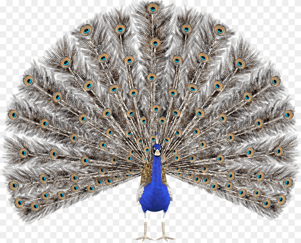 Peacock Clipart And Images Easy 10 Lines On Peacock In English Free Png Download