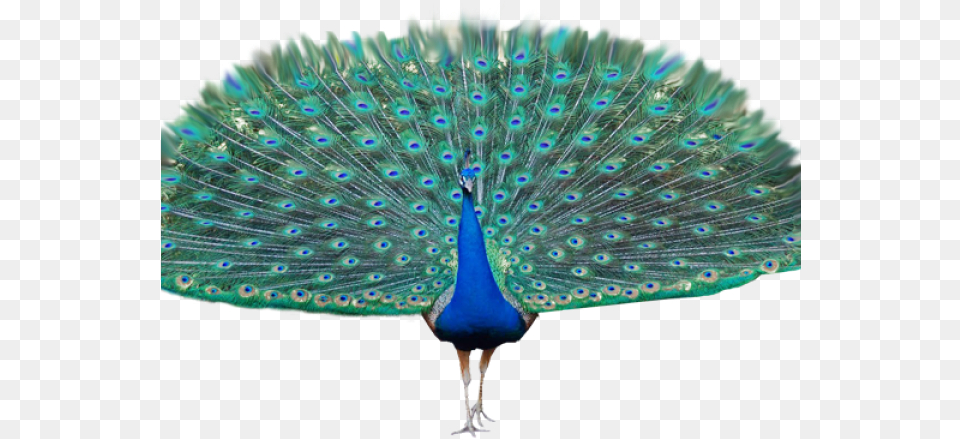 Peacock Clipart Background Peacock, Animal, Bird Free Png Download