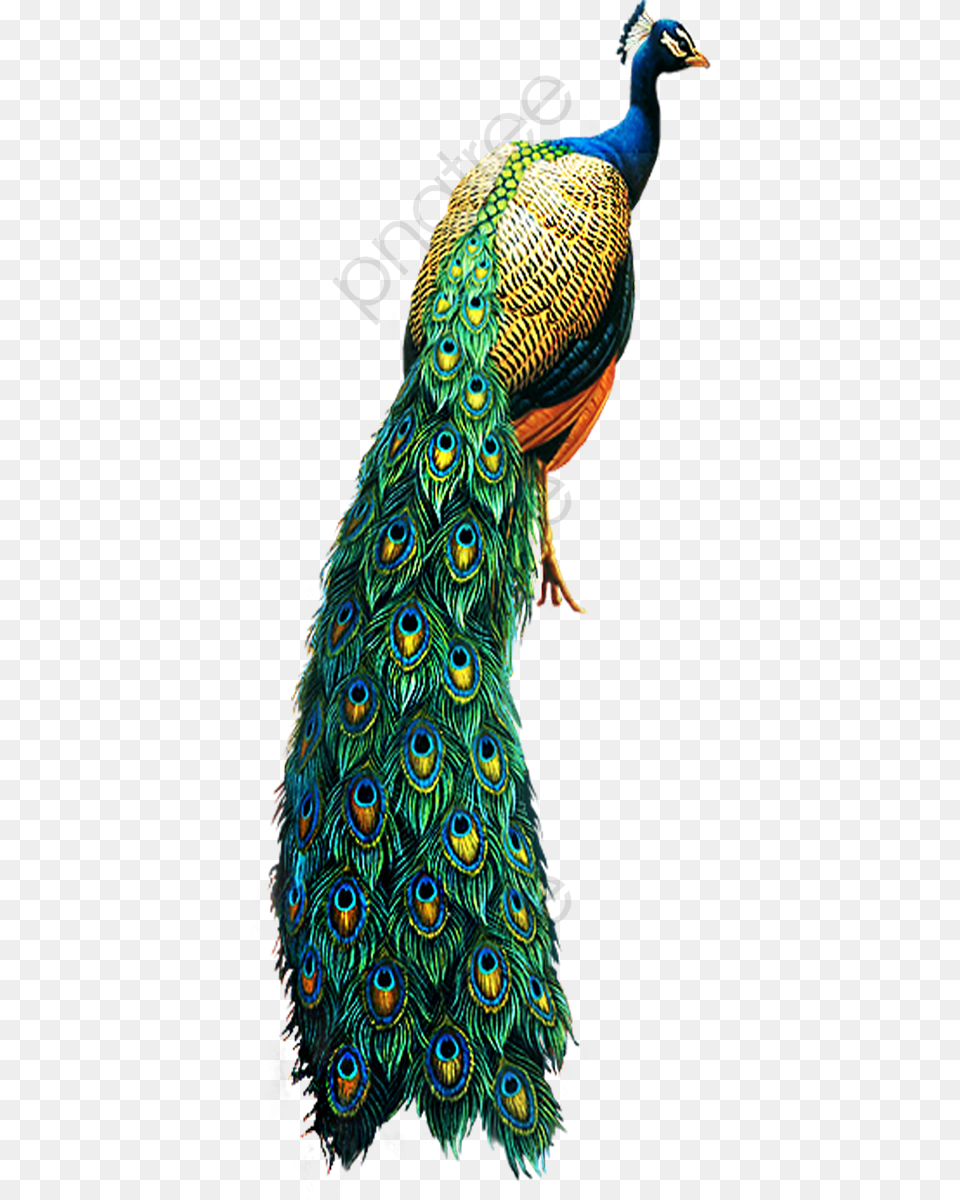 Peacock Clipart Bird Peacock Background, Animal Free Transparent Png