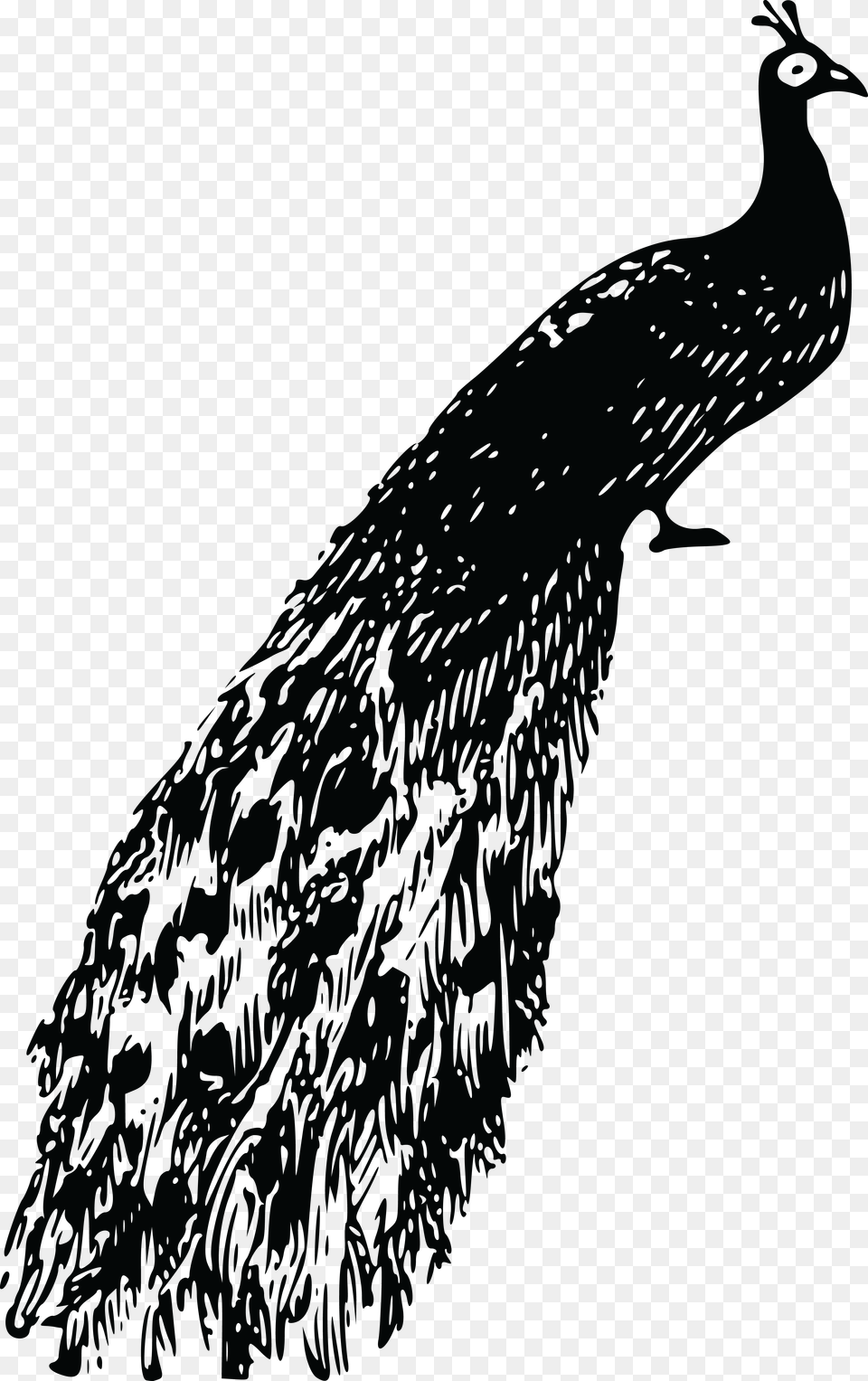 Peacock Clipart Black And White, Animal, Bird Free Transparent Png
