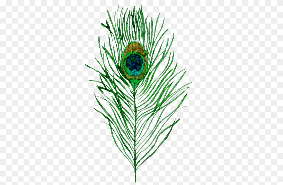 Peacock Clipart Pavo Real Pavo Real Pluma, Plant, Accessories, Pattern, Animal Free Transparent Png