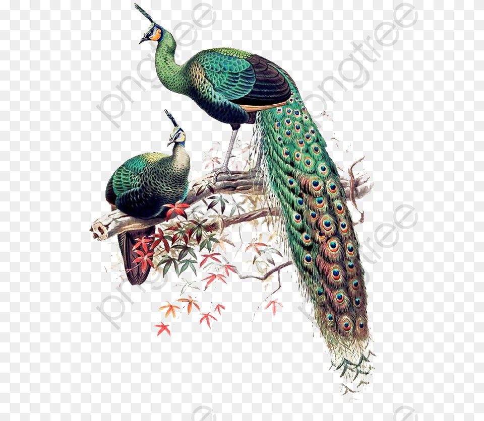 Peacock Clipart Wedding Pavo Muticus Art, Animal, Bird Free Png Download