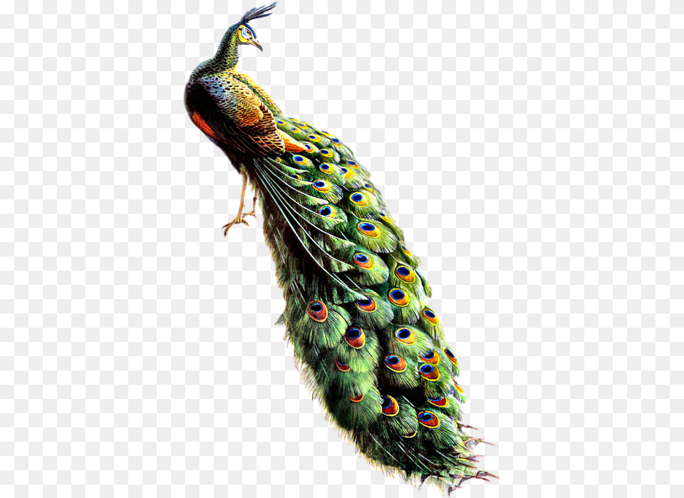 Peacock Collections Best Image Hd Image Peacock, Animal, Bird Free Transparent Png