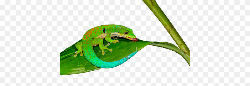 Peacock Day Gecko Illexotics, Animal, Lizard, Reptile, Green Lizard Png Image