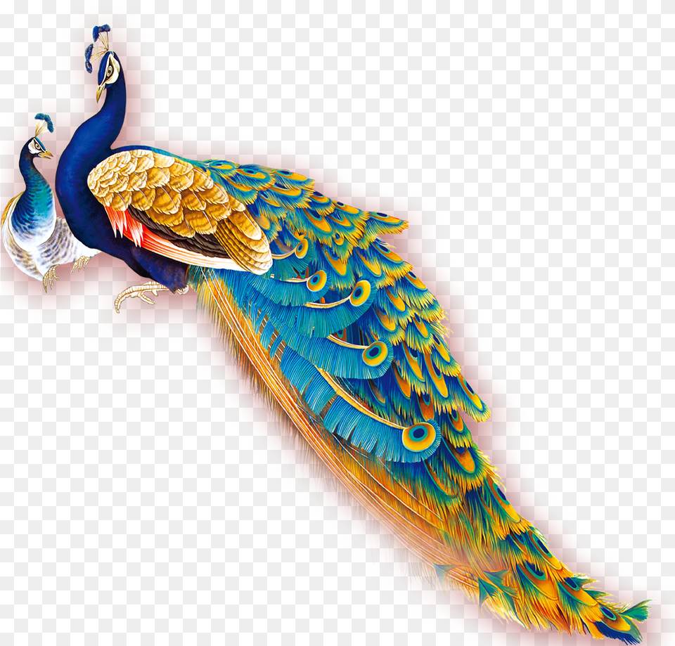 Peacock Download Clip Art, Animal, Beak, Bird Png Image